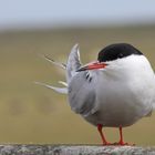 Fluss-Seeschwalbe (Sterna hirundo)