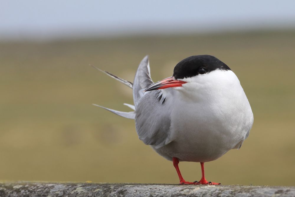 Fluss-Seeschwalbe (Sterna hirundo)