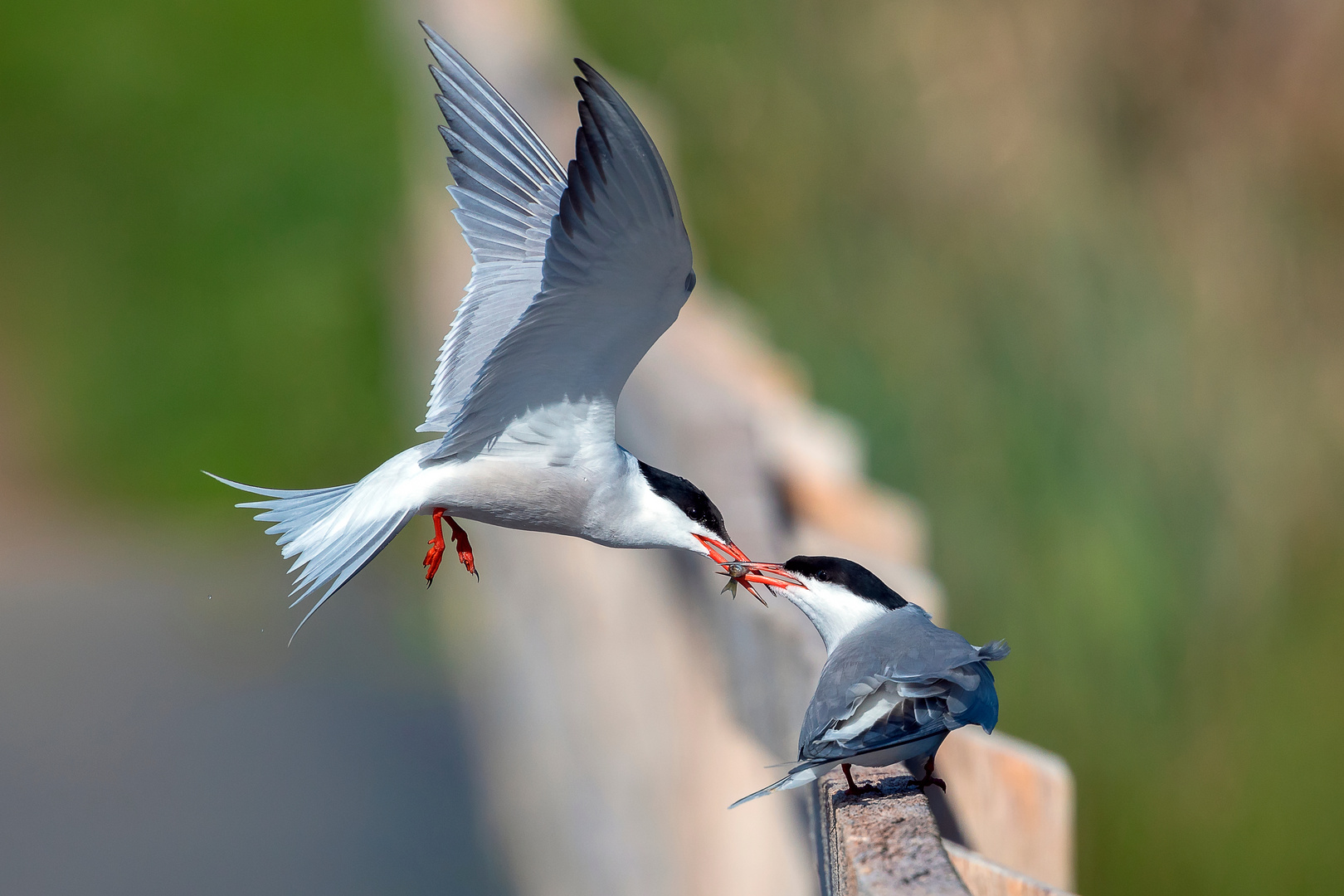 Fluss-Seeschwalbe (Sterna hirundo)