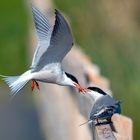 Fluss-Seeschwalbe (Sterna hirundo)