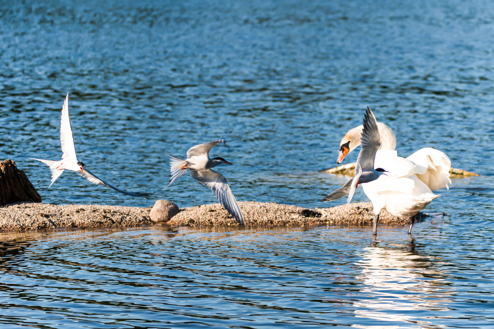 Fluss-Seeschwalbe und Schwan