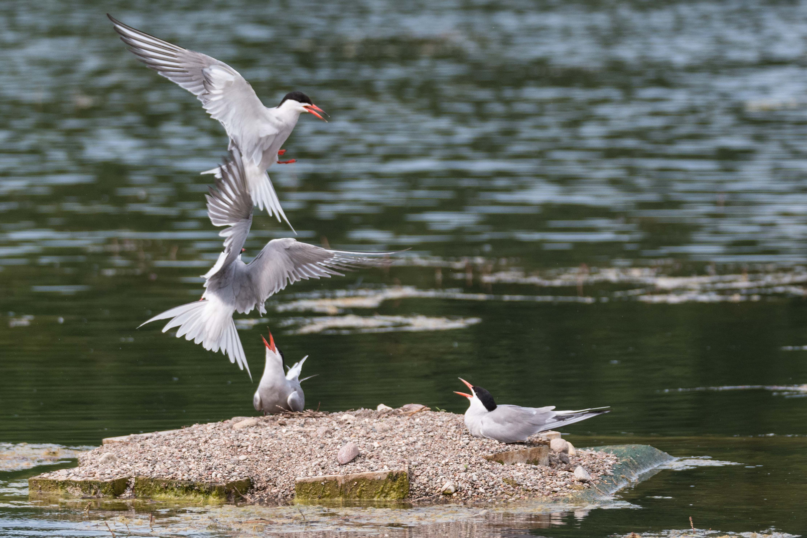 Fluss Seeschwalben