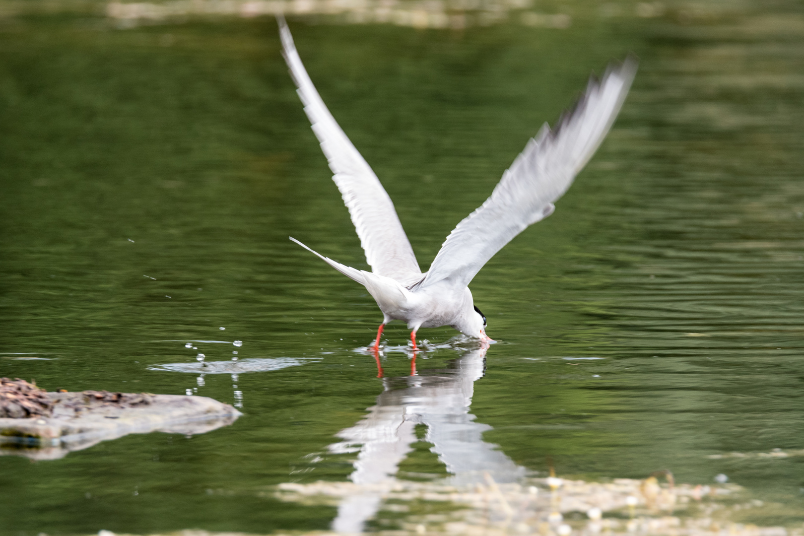 Fluss Seeschwalben