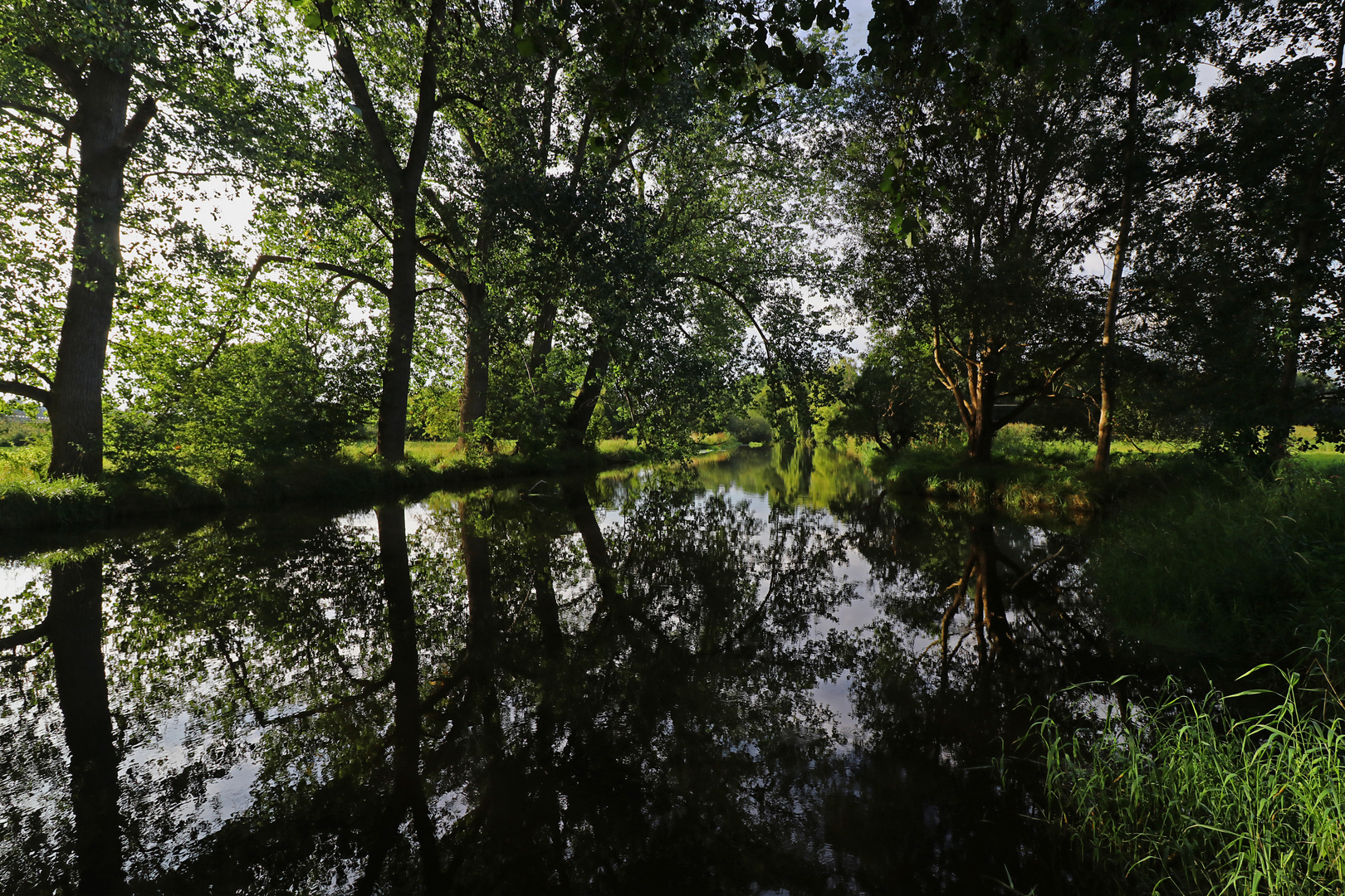 Fluss unter Bäumen