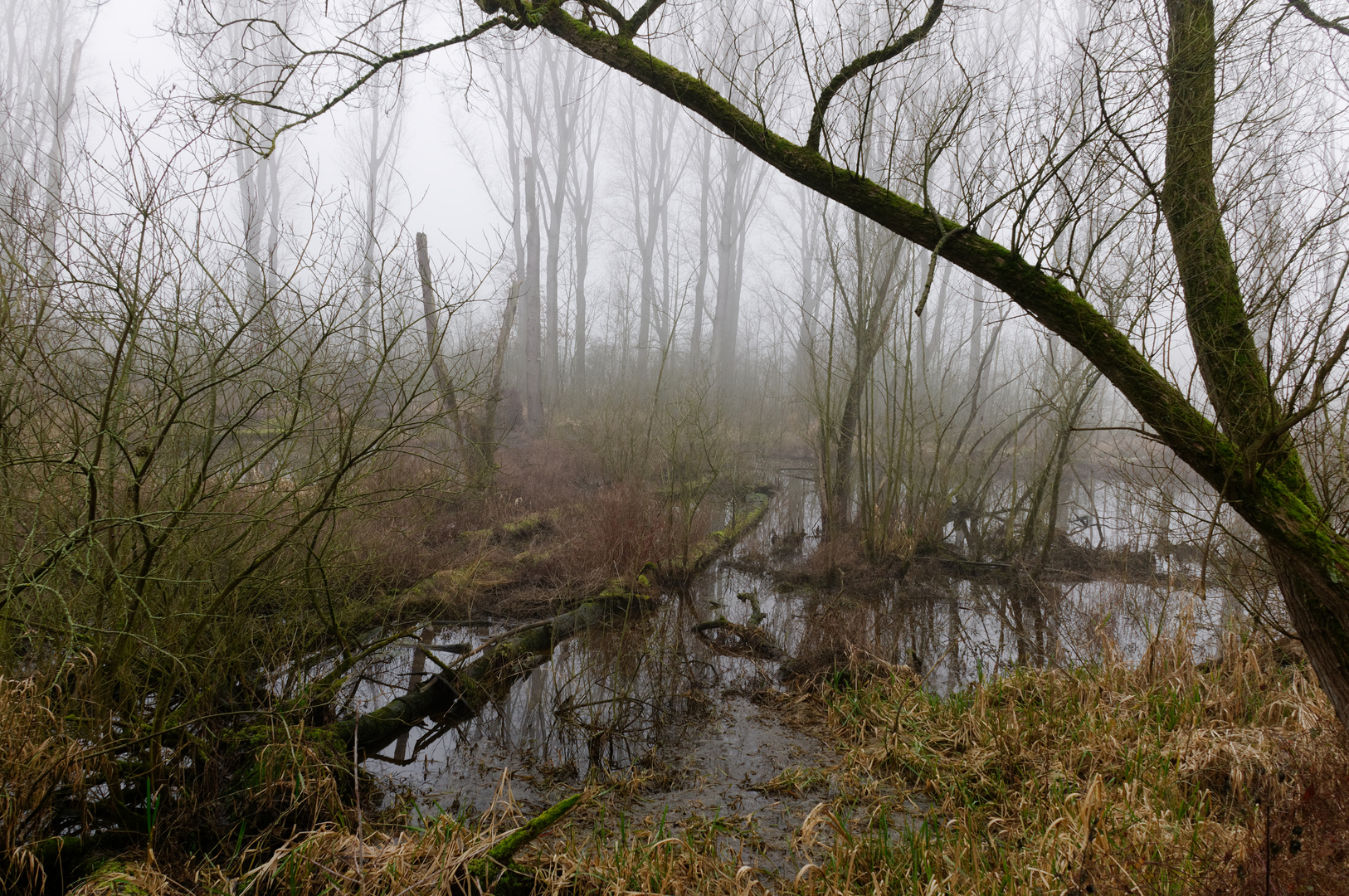 Flussaue im Nebel 