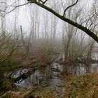 Flussaue im Nebel 