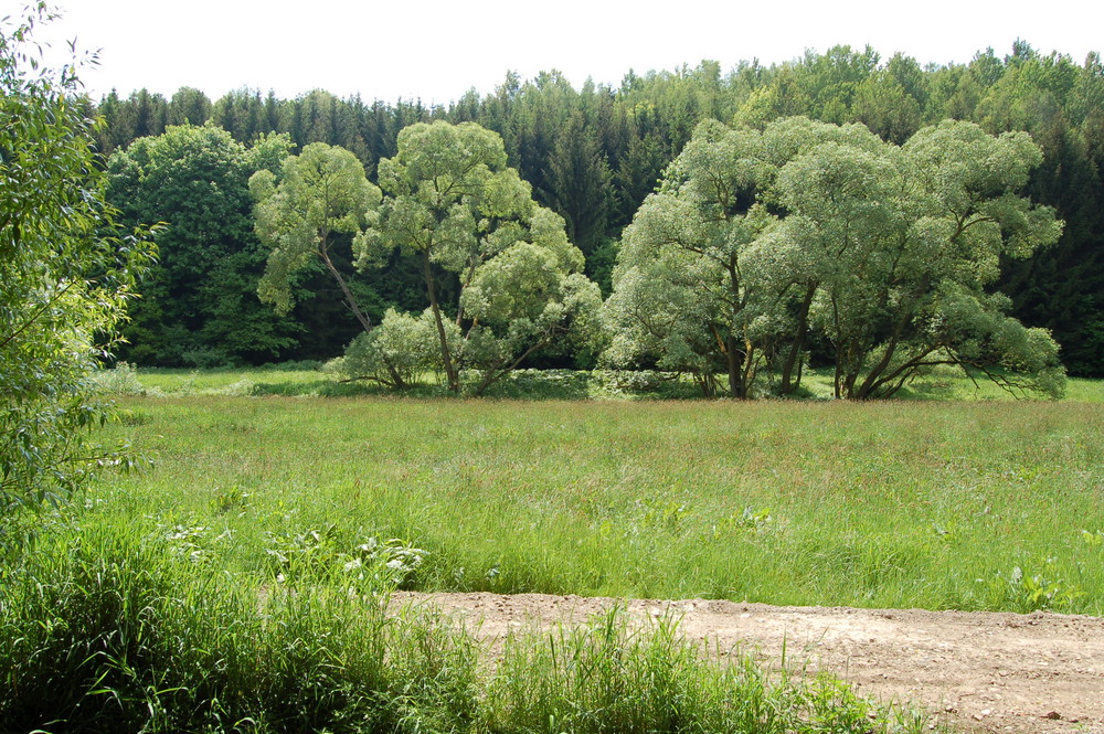 Flussaue im Striegistal