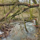 Flussauen  (3)