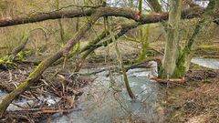 Flussauen  (3)