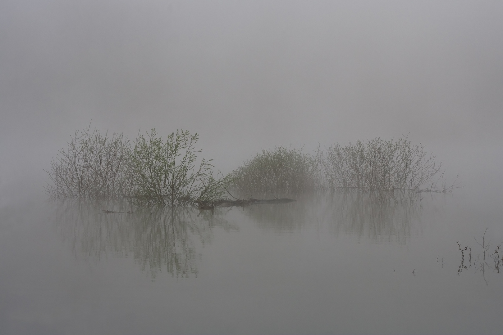 Flussauenlandschaft im Nebel