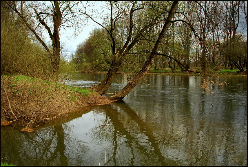 Flußbäume