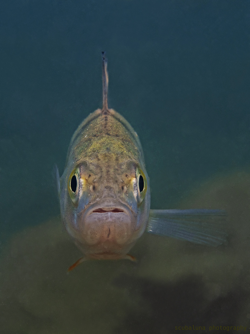 Flussbarsch Foto & Bild natur, schweiz, see Bilder auf