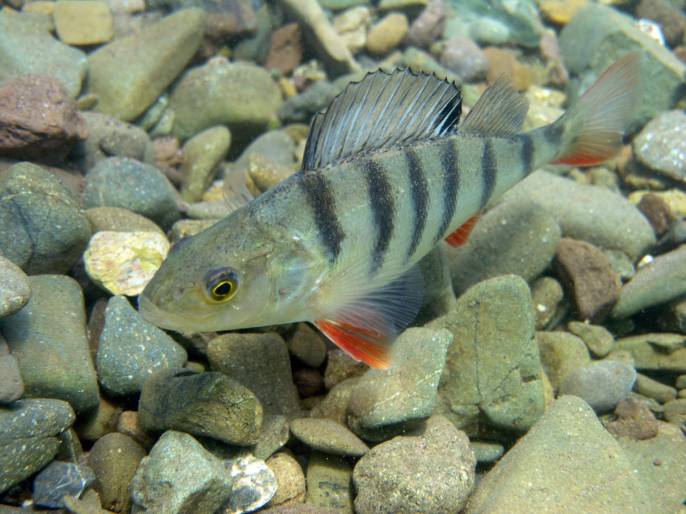 Flussbarsch auf Tuchfühlung