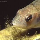 Flussbarsch, fotografiert beim Nachttauchgang