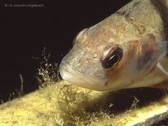 Flussbarsch, fotografiert beim Nachttauchgang