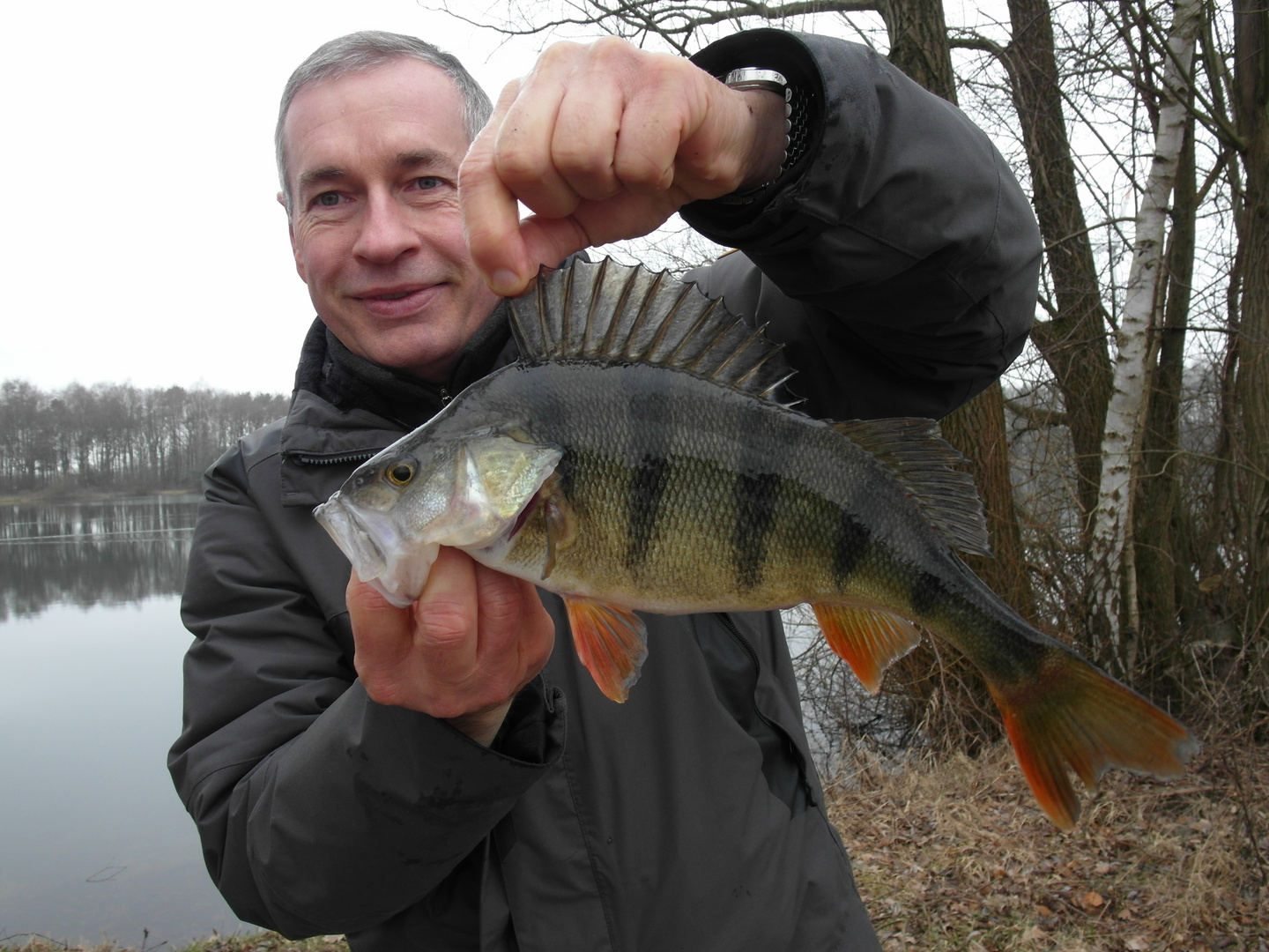 Flussbarsch: Stachelritter