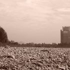 Flussbett des Rheins