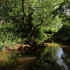 Flussbiegung im Licht