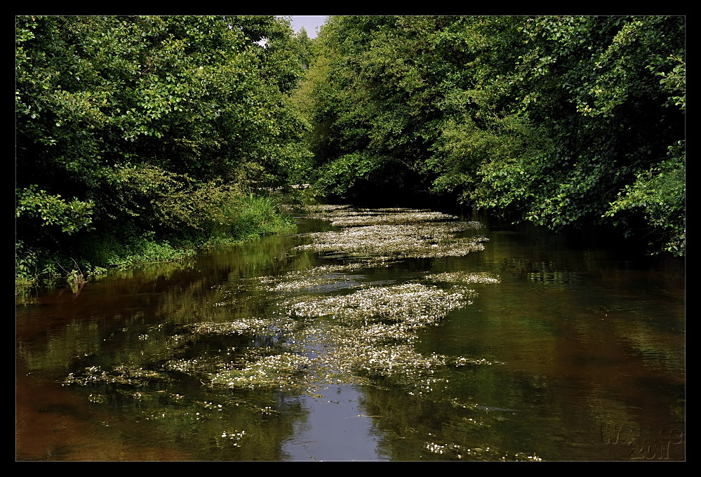 FlussBlühen