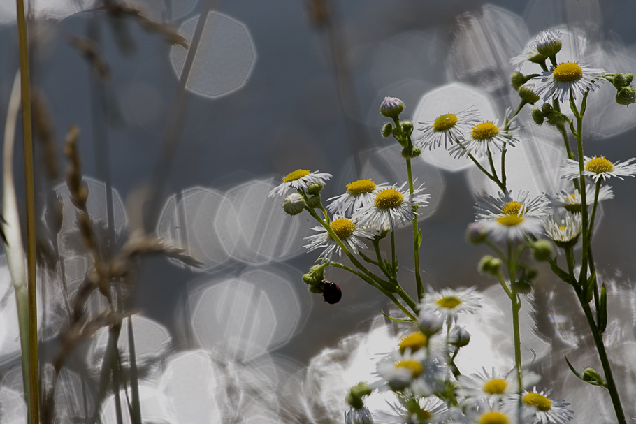 Flussblumen