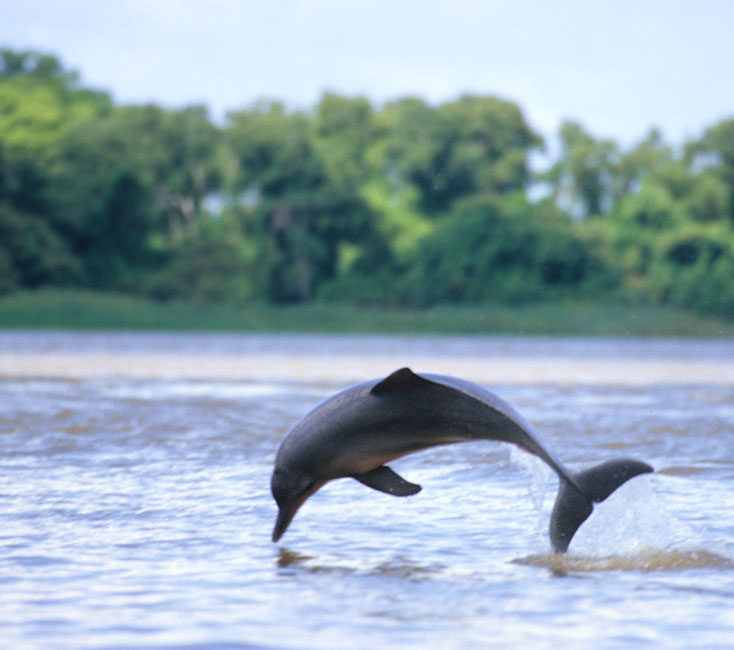 Flussdelfin im Orinoko