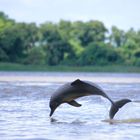 Flussdelfin im Orinoko