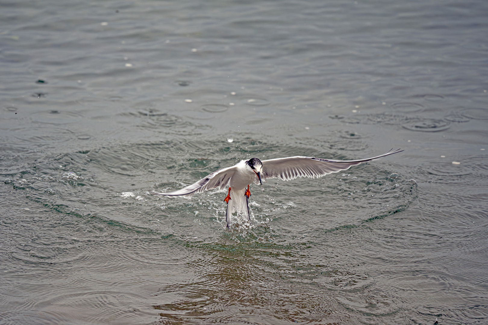 Flusseeschwalbe