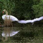 Flusseeschwalbe auf der Jagd...