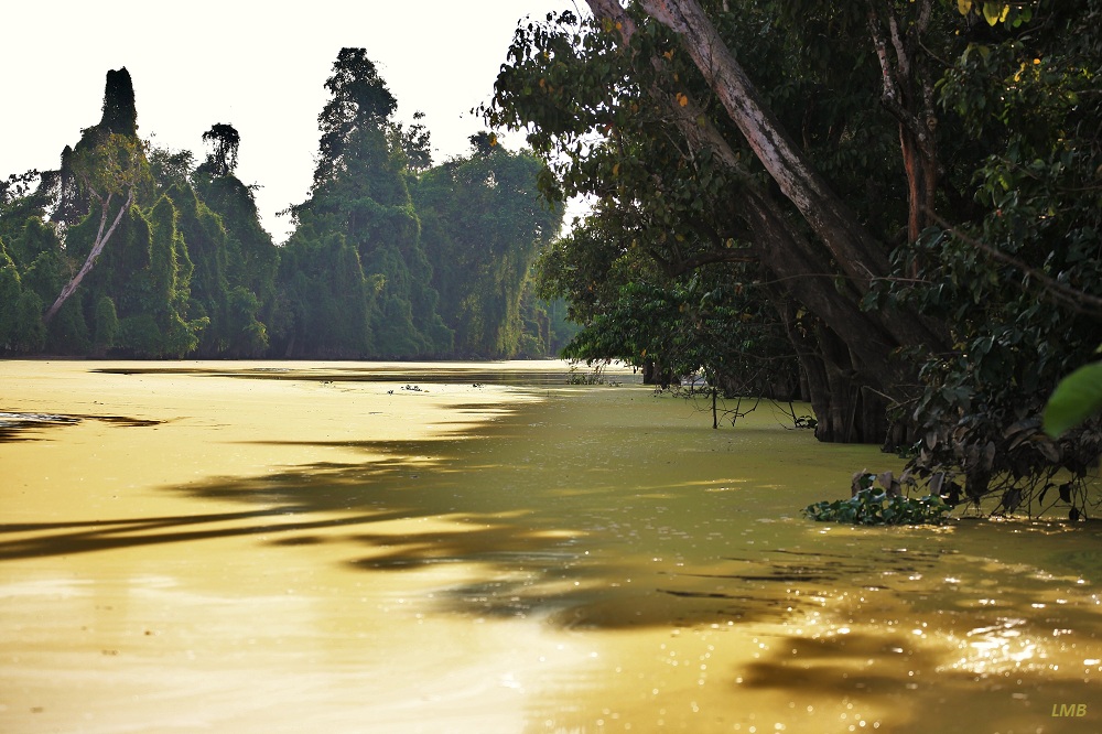 Flußfahrt auf dem Kinabatangan