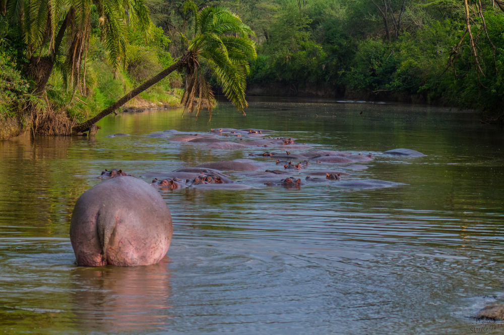 Flussfrieden, Hippos
