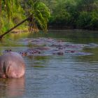 Flussfrieden, Hippos