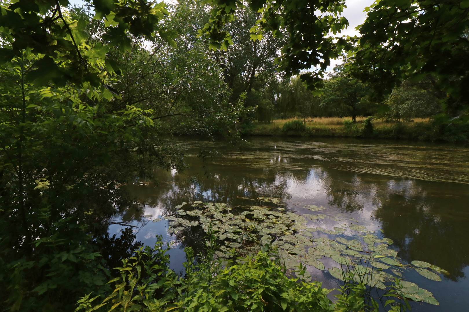 Flussgras und Wasserrosen