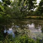 Flussgras und Wasserrosen