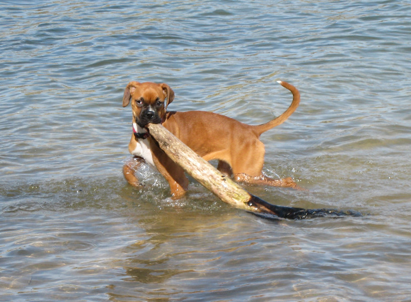 Flußhund bei der Arbeit