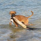 Flußhund bei der Arbeit