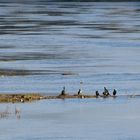 Flussidylle - Wasservögel Weser