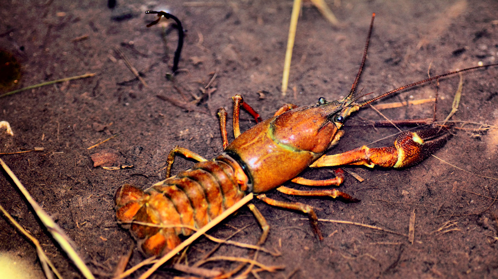 Flusskrebs Foto & Bild | tiere, wildlife, krebse Bilder ...