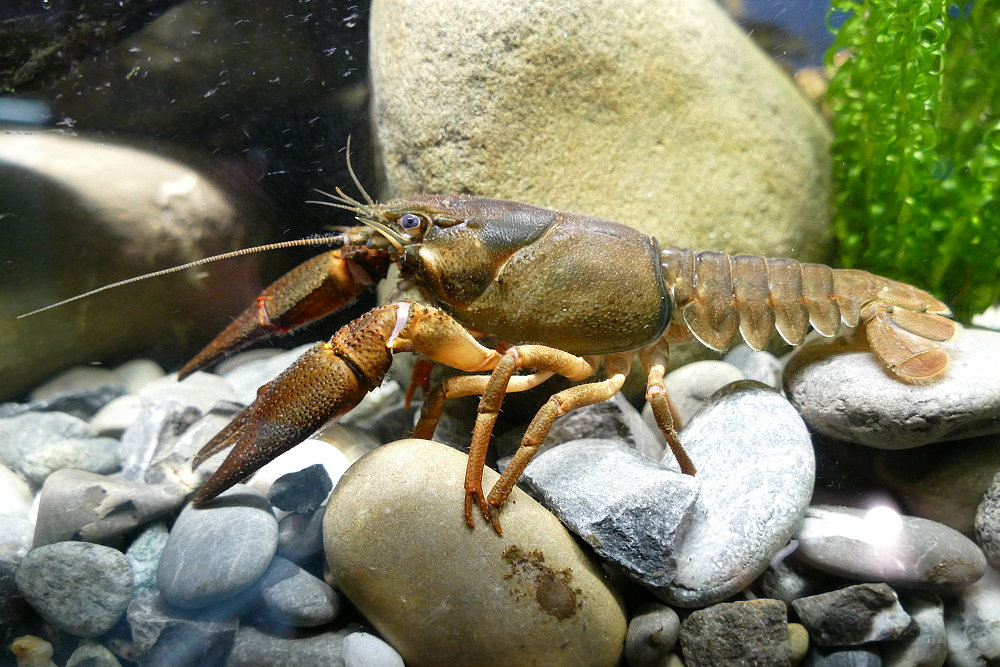 Flusskrebs Foto & Bild natur, tiere, dornbirn Bilder auf