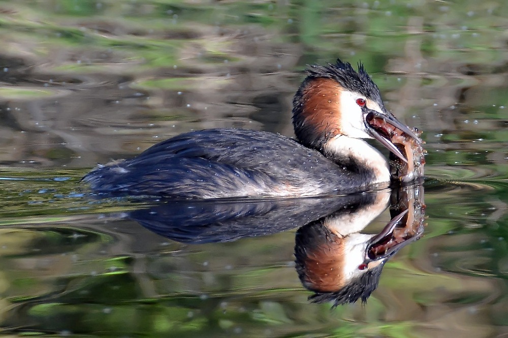 Flusskrebsfilet  (De-Wittsee / Nettetal)