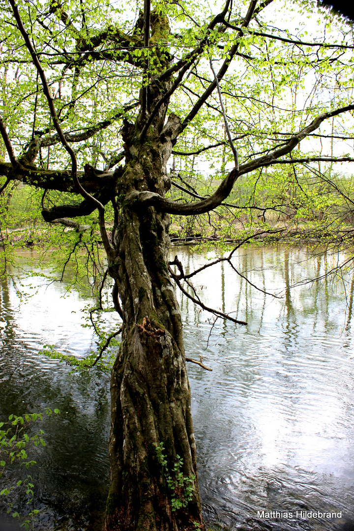 Flusslande