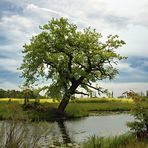 Flusslandschaft