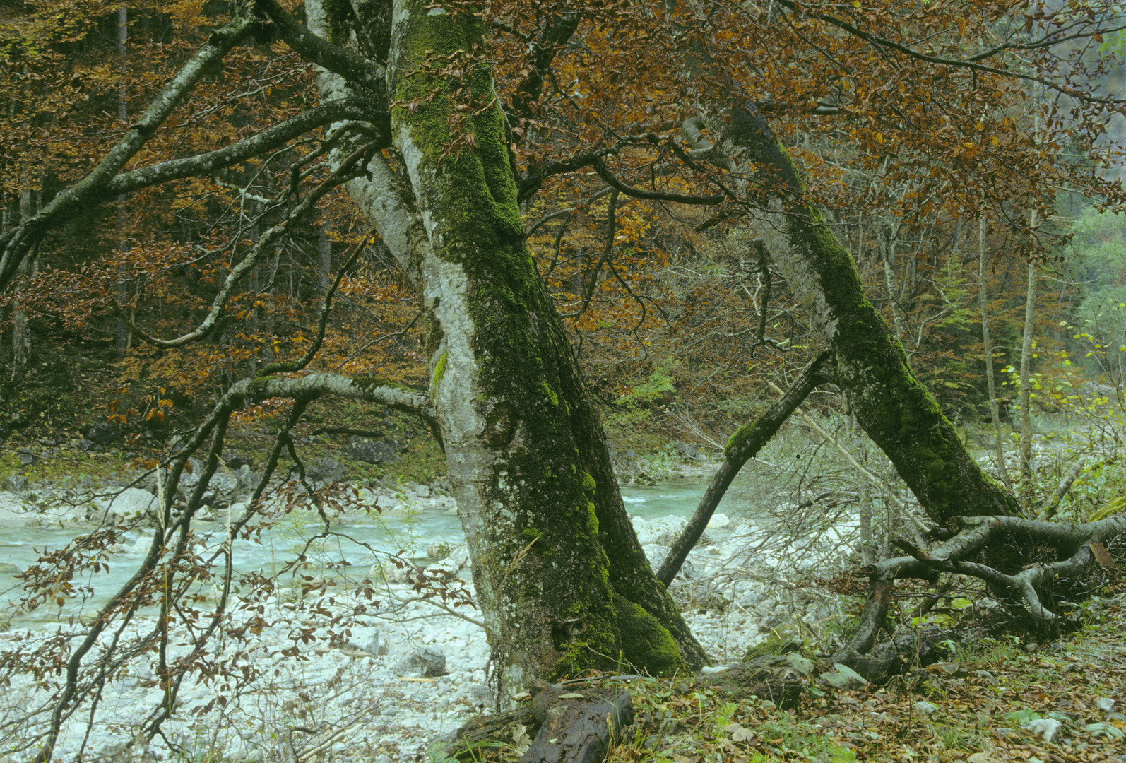 Flußlandschaft