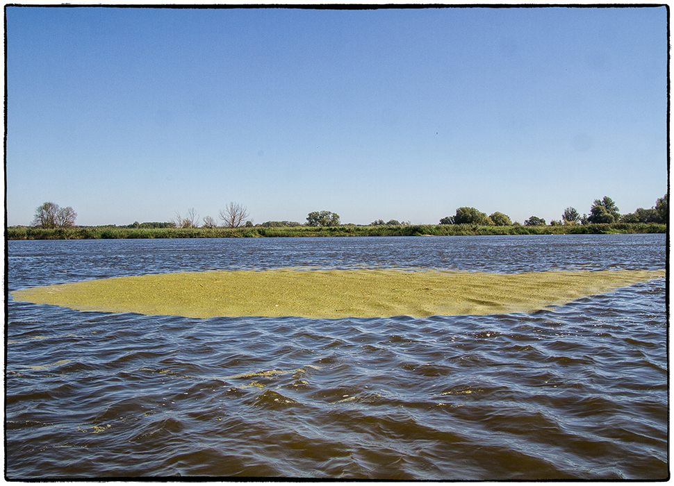 Flusslandschaft an der Oder