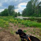 Flusslandschaft (Breg, Brigach, Donau)