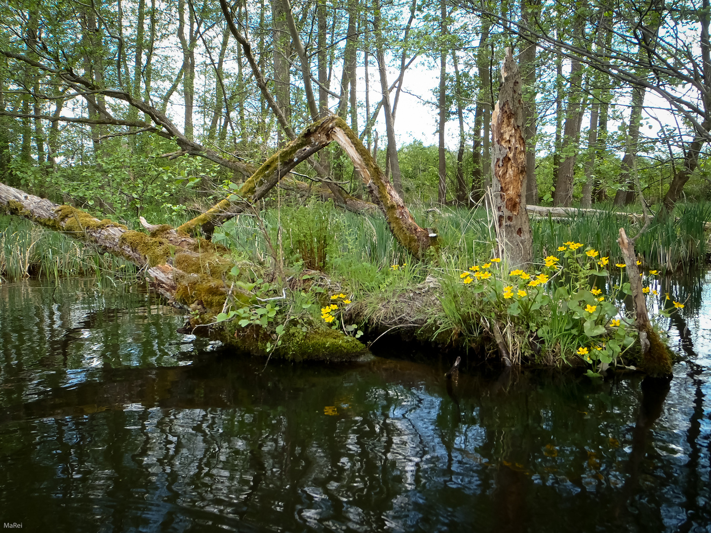 Flusslandschaft