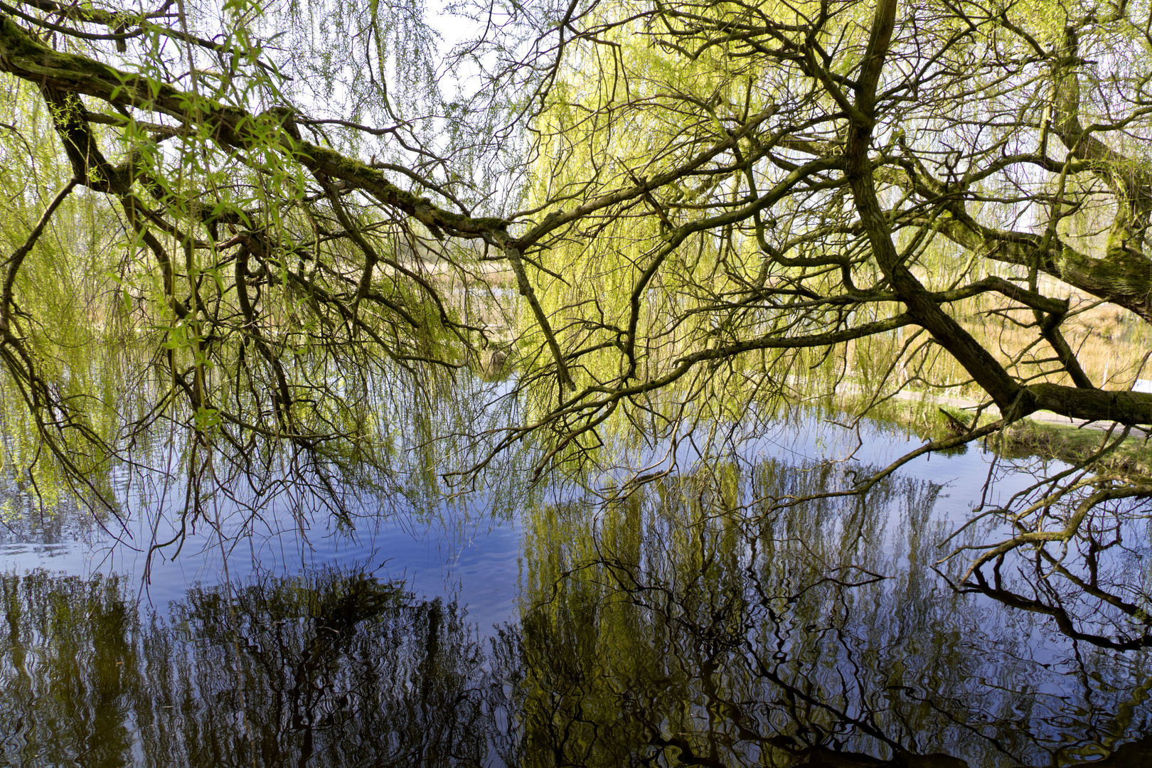 Flusslandschaft im Frühjahr (Nette in Nettetal)