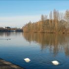 Flusslandschaft mit aus dem Bild verschwindenden Schwänen und zwei nachkommenden Enten