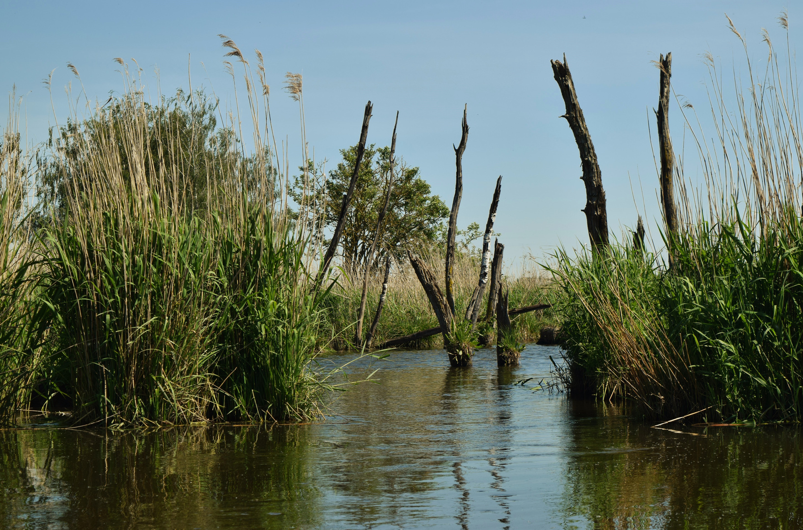 Flusslandschaft Peenetal