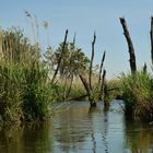 Flusslandschaft Peenetal