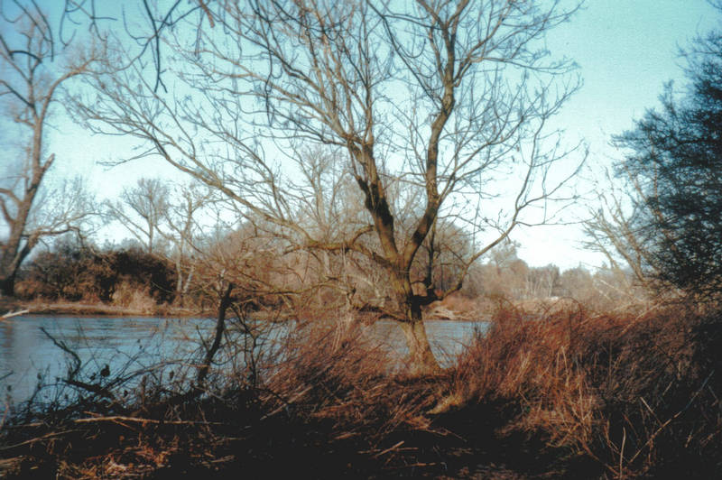 Flusslanschaft an der Saale